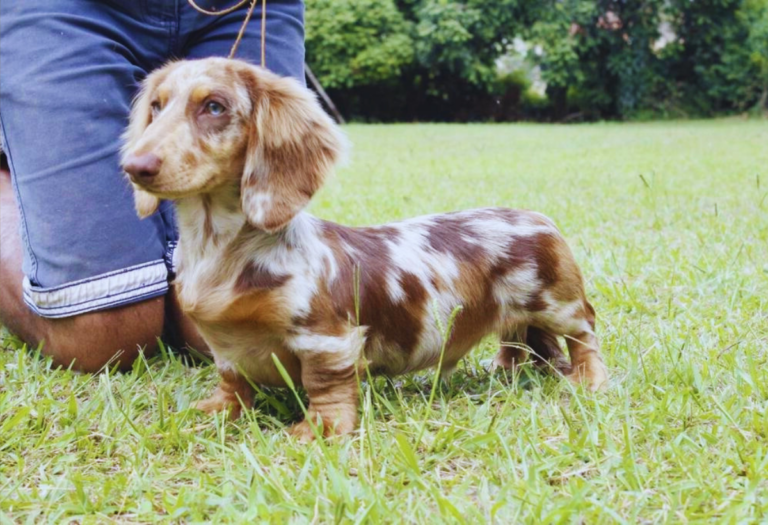 Dachshund Pelo Longo Arlequim: Tudo o Que Você Precisa Saber Sobre Esta ...