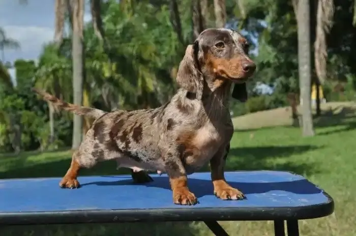 Dachshund Pelo Longo Arlequim tamanho