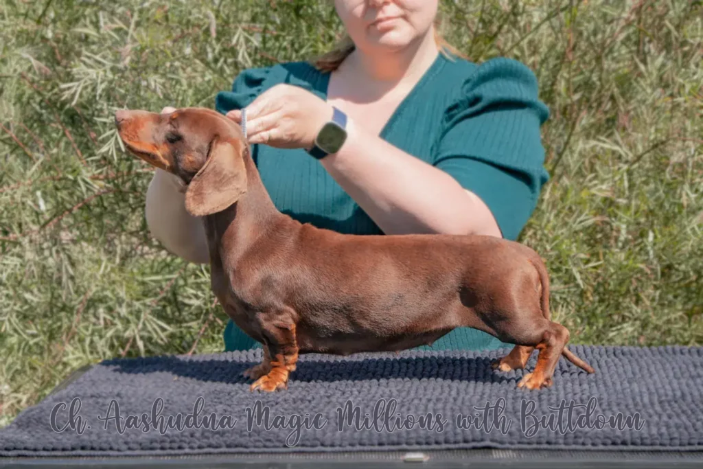 dachshund avaliação