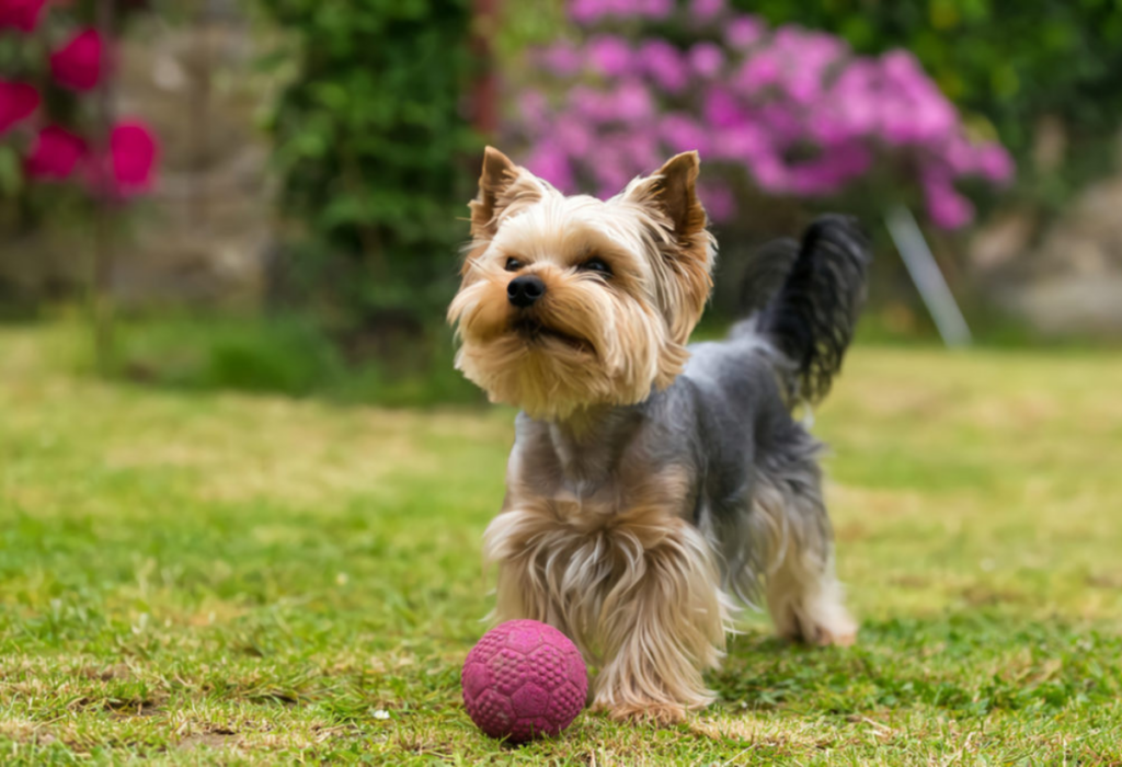 Yorkshire Terrier