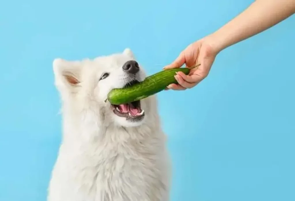 cachorro comendo pepino