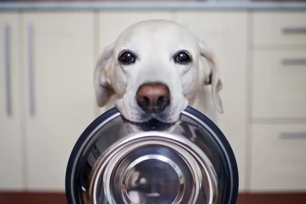 cão pedindo comida