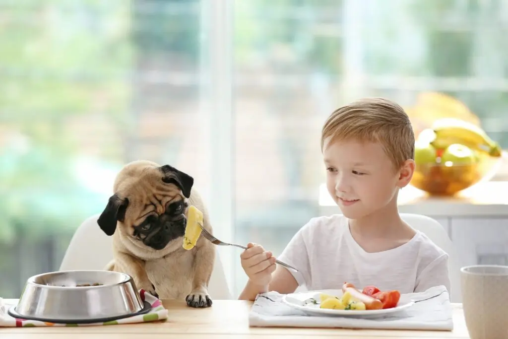 Cachorro Pode Comer Batata