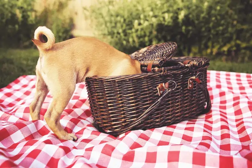 Cachorro Pode Comer Côco Seco