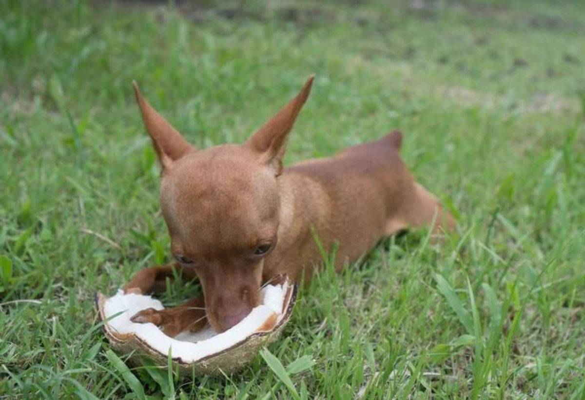 Cachorro Pode Comer Côco Seco