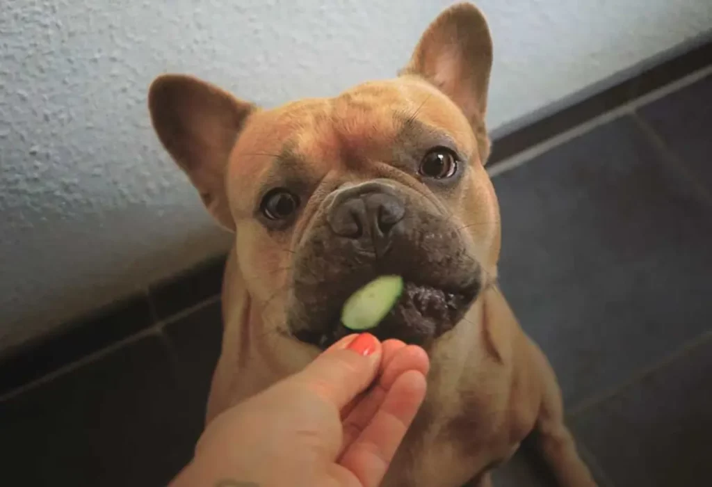 cachorro comendo pepino