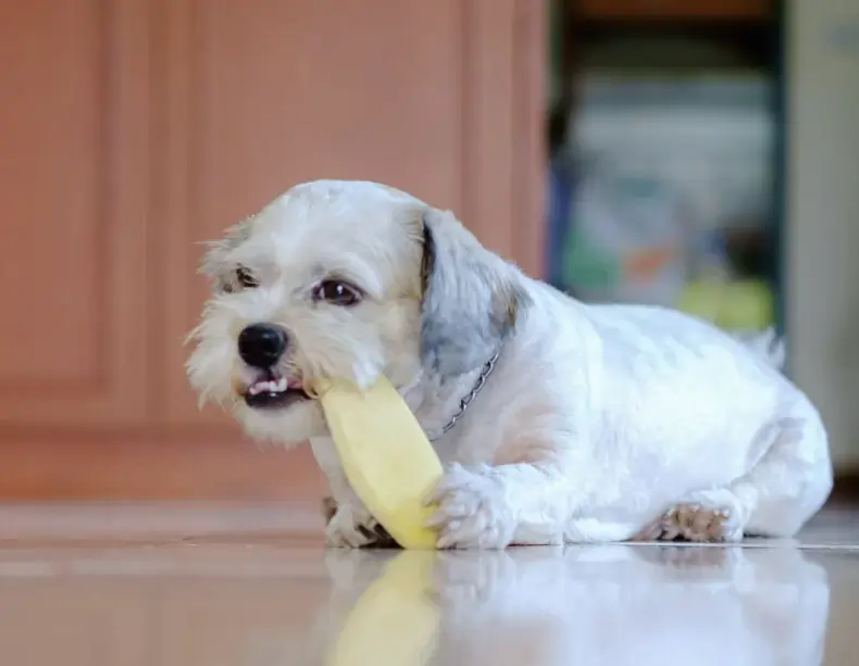 Cachorro pode comer caroço de manga