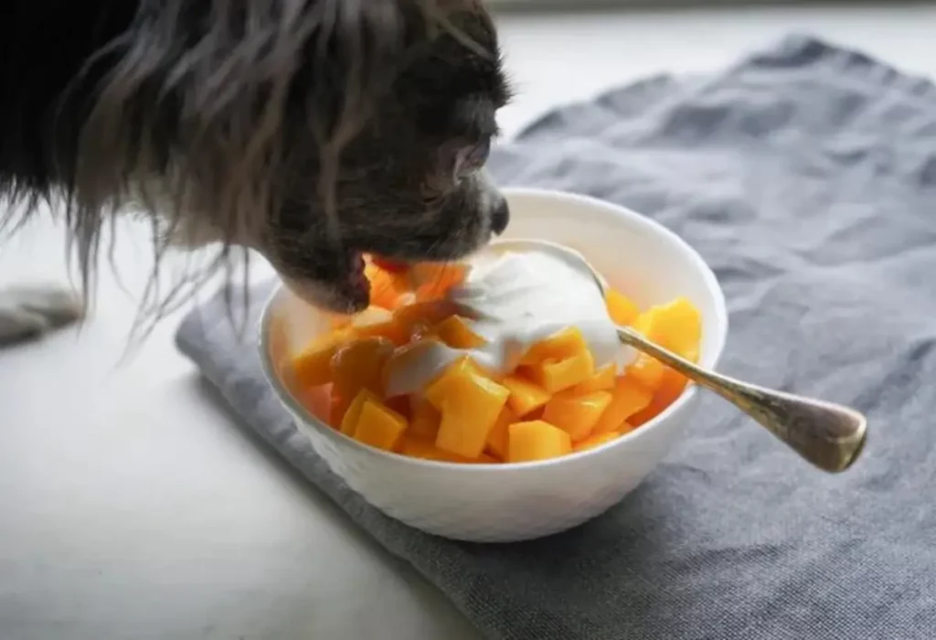 Cachorro pode comer manga