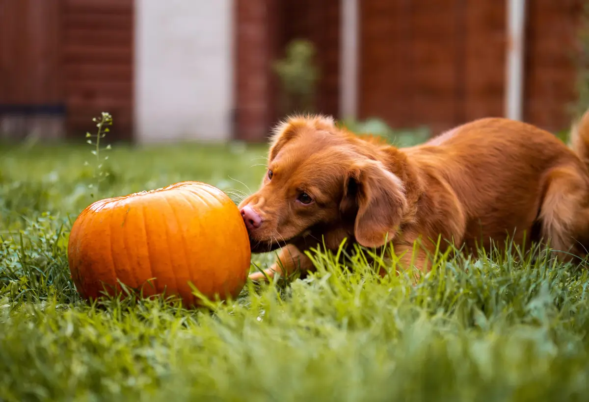 Cachorro Pode Comer Abóbora