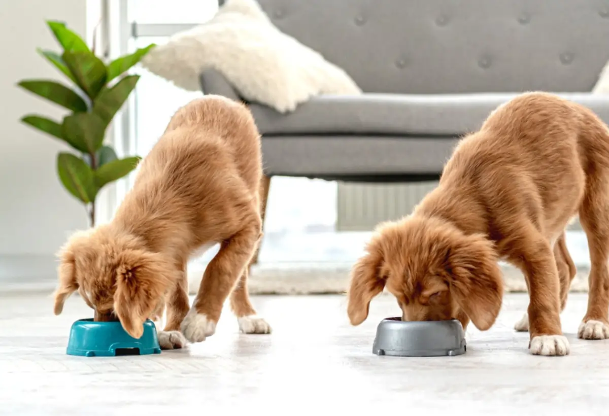 Cachorros Podem Comer Batata