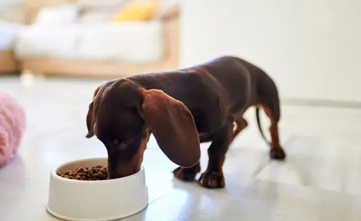 Dachshund Pelo Duro