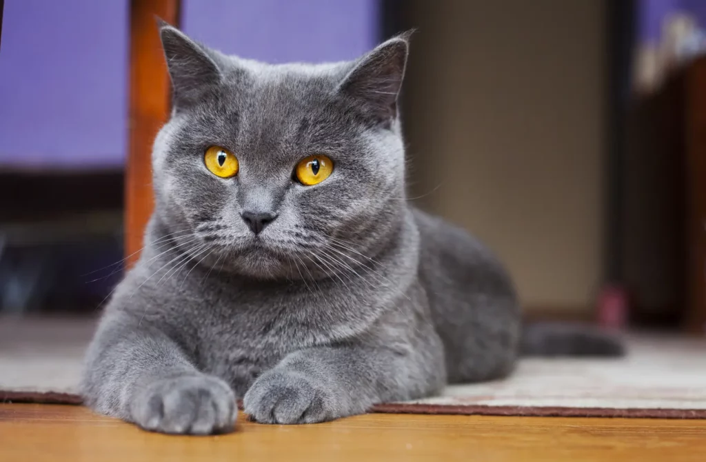 Gato British Shorthair