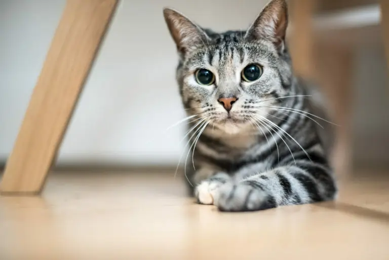 Gato European Shorthair