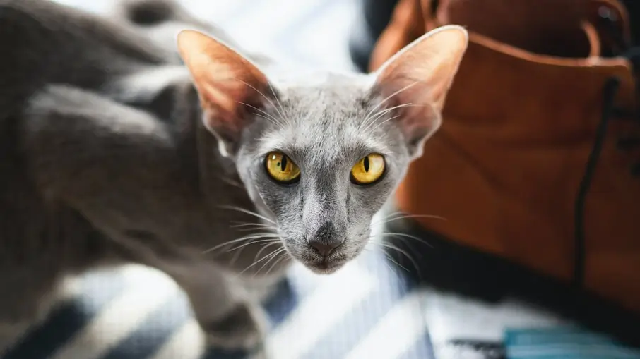 Gato Oriental Shorthair