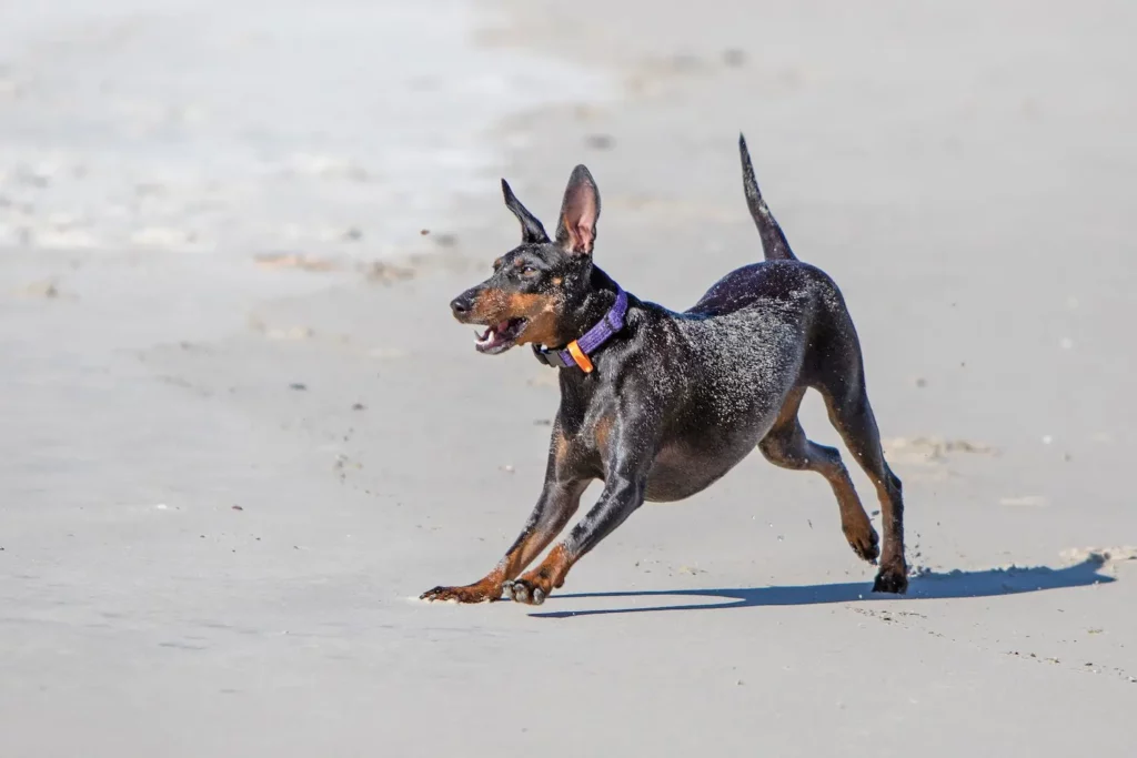 Manchester Terrier