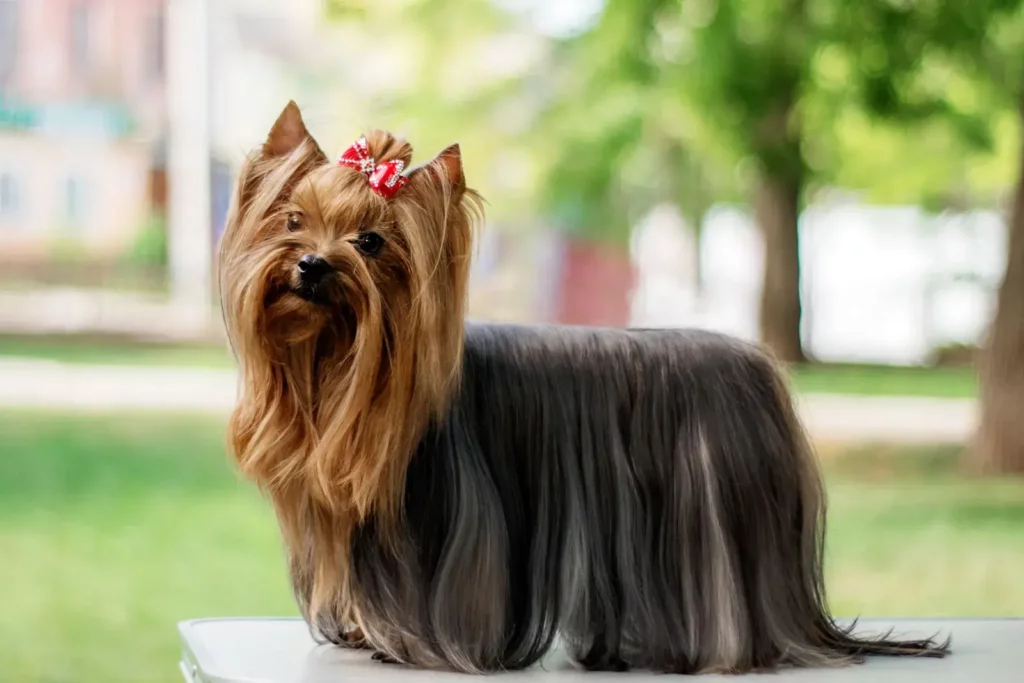 Yorkshire Terrier