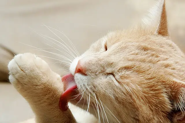 bola de pelo em gatos