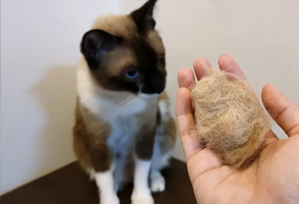 bola de pelo em gatos