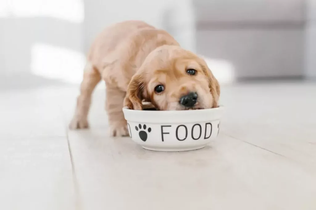 Cachorro filhote comendo Ameixa