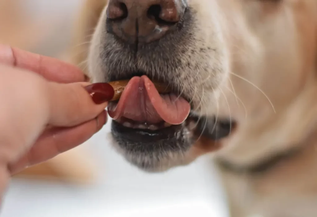 Cachorro Pode Comer Pinhão