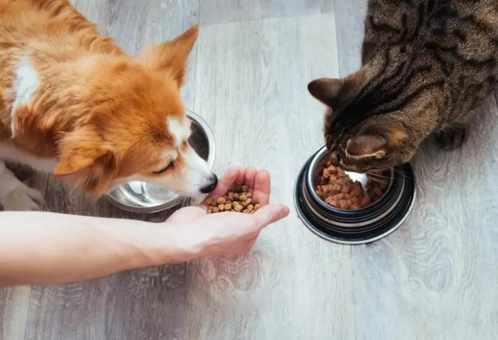 cachorros podem comer ração de gato