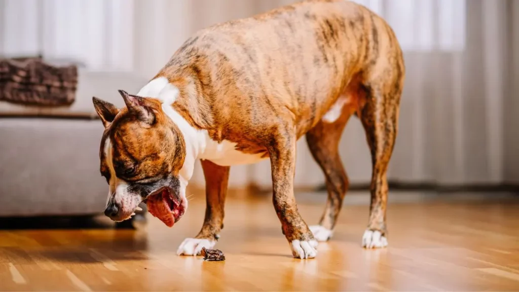 cachorro intoxicado