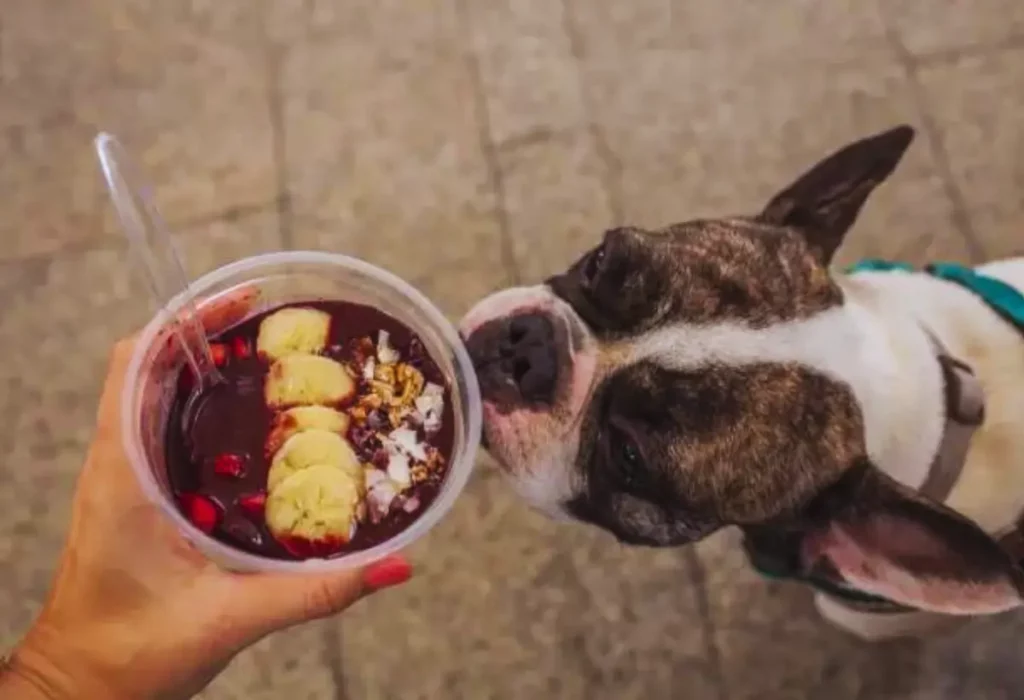 Cachorro Pode Comer Açaí?