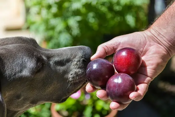 Cachorro comendo Ameixa