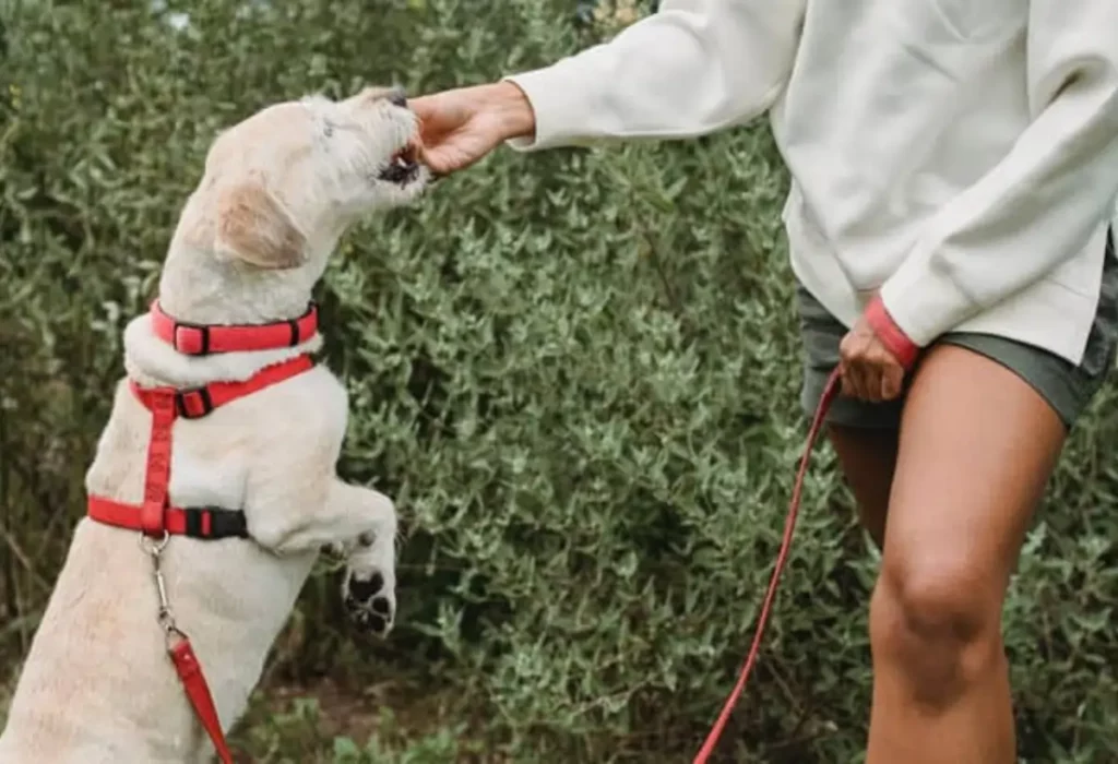 cachorro pode comer amendoim