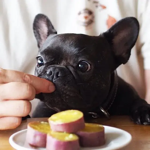 cachorro pode comer batata doce