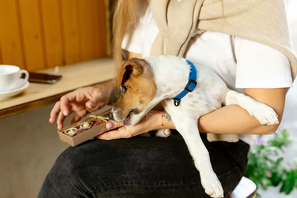 cachorro pode comer chocolate