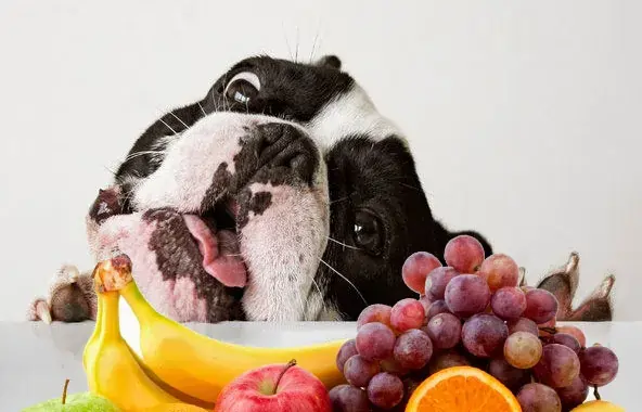 cachorro pode comer fruta