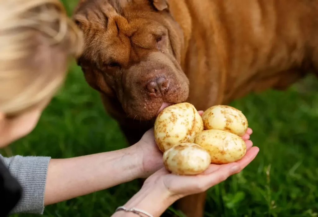 Cachorro Pode Comer Inhame