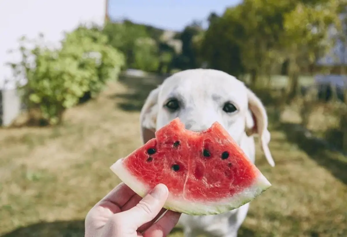 cachorro pode comer melancia