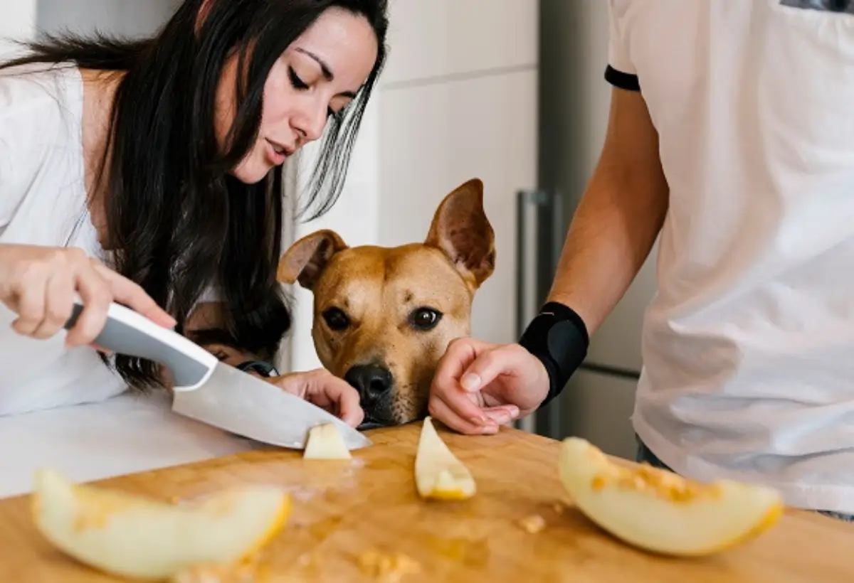 cachorro pode comer melao