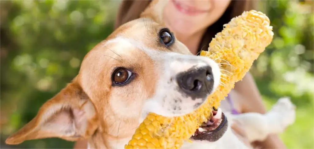 cães pode comer milho