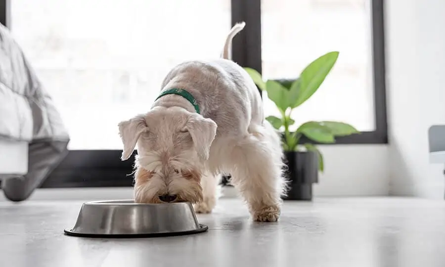 Cachorro Pode Comer Pêssego
