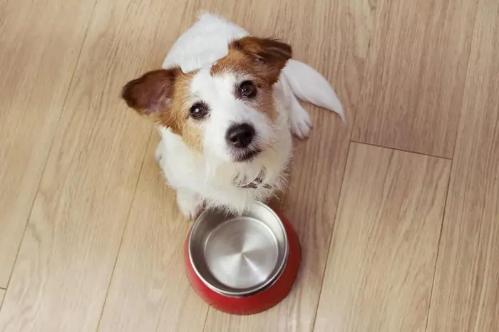 Cachorro Pode Comer Pinhão