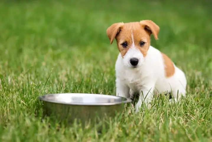 Cachorro Pode Comer Queijo