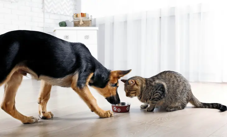 cachorro comendo ração de gato