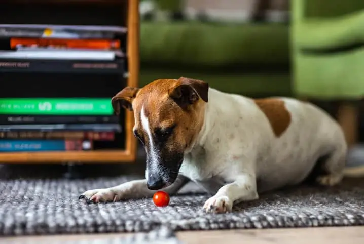 Cachorro Pode Comer Tomate