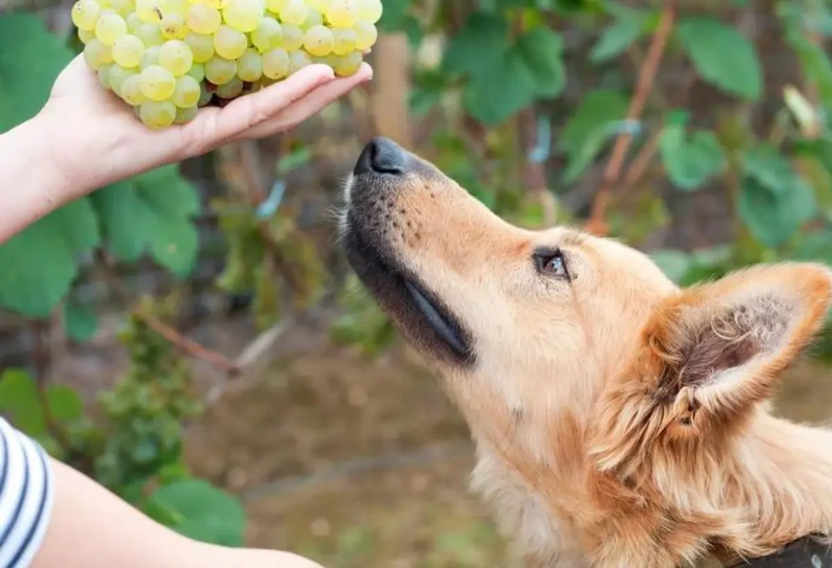 Cachorros Podem Comer Uva