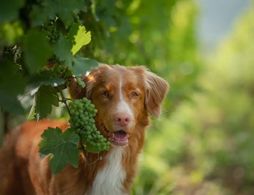 Cachorro Pode Comer Uva