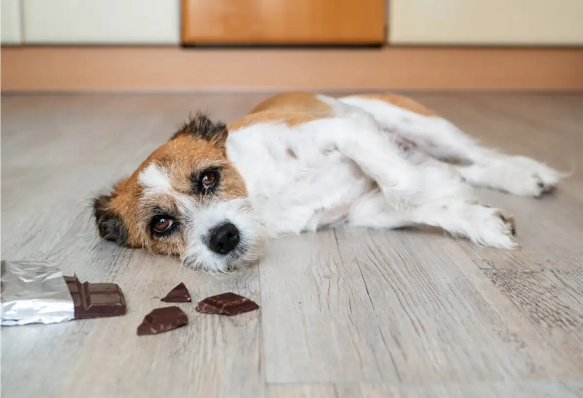 cachorro pode comer chocolate