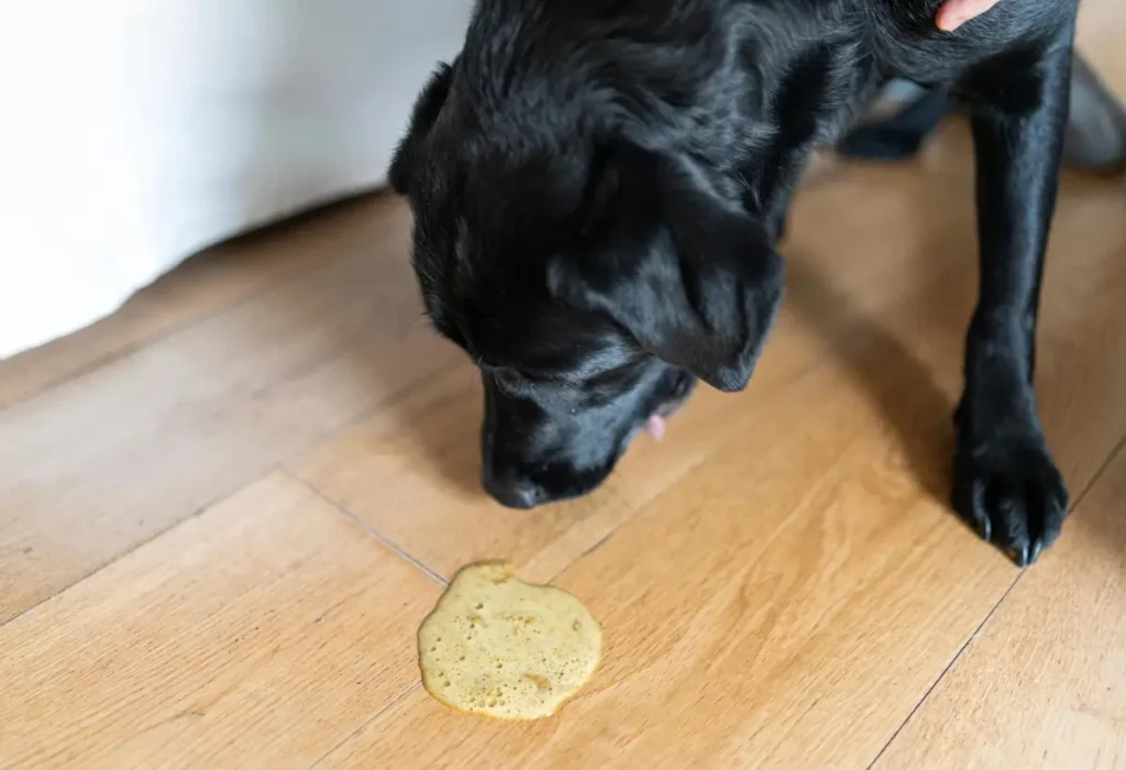 cachorro vomitando amarelo