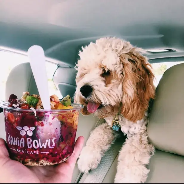 Cachorro Pode Comer Açaí?