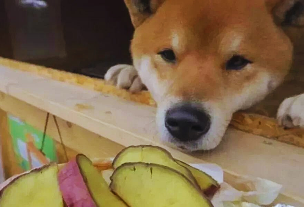 cachorros podem comer batata doce