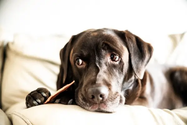 cachorro pode comer chocolate