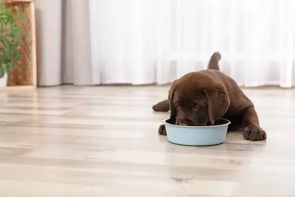 cachorros podem comer goiaba