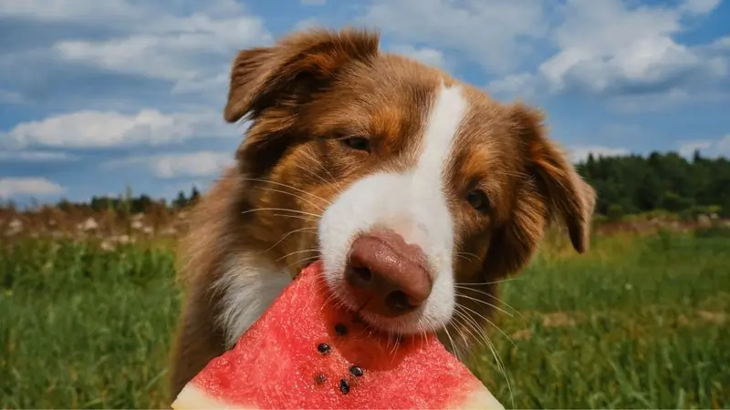 cachorros podem comer melancia